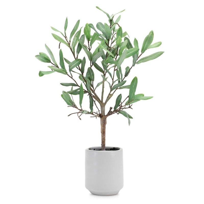 17.5" Potted Olive Leaf Topiary