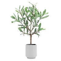 17.5" Potted Olive Leaf Topiary