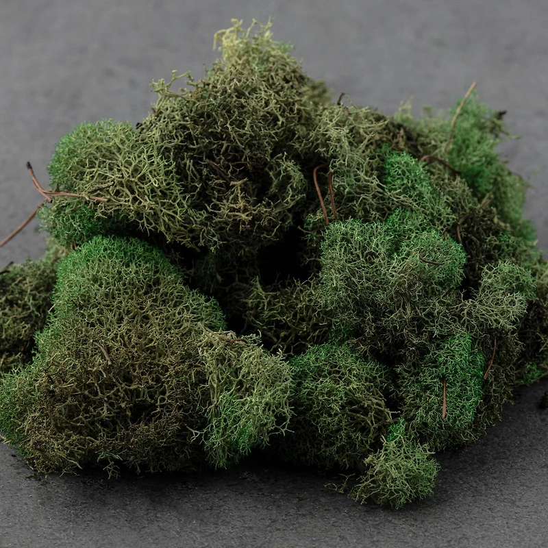 Ashland® Reindeer Moss