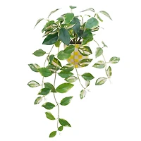 14" Hoya Carnosa in Yellow Checkered Ceramic Pot by Ashland®