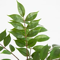 3.5ft. Potted Sumac Tree