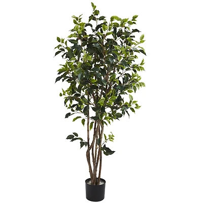 5ft. Potted Ficus Tree