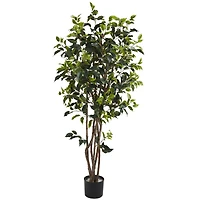 5ft. Potted Ficus Tree