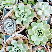 Bramble Berry Lush Succulent Fragrance Oil