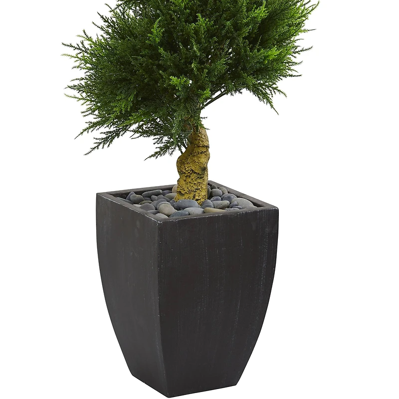 5.5ft. Cypress Spiral Tree in Black Wash Planter