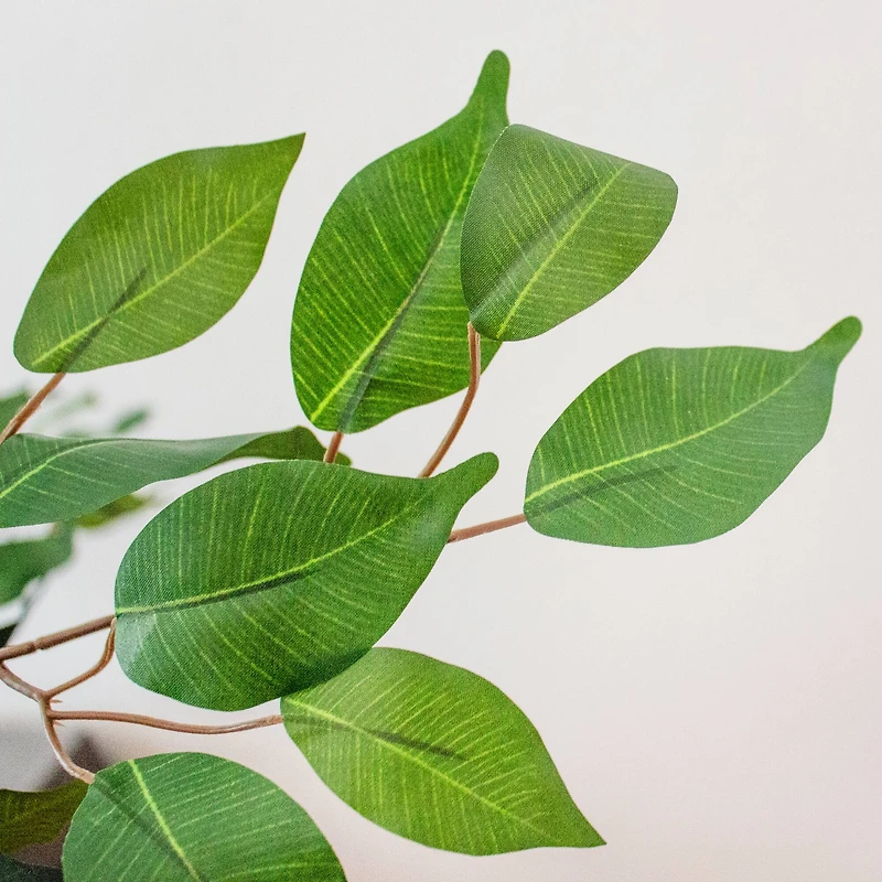 5ft. Potted Ficus Tree