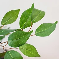 5ft. Potted Ficus Tree