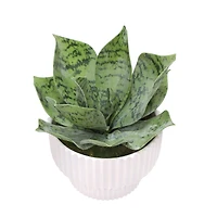 6.5" Agave in White Fluted Pot by Ashland®