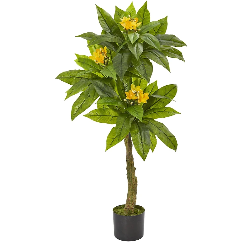 4ft. Potted Plumeria Tree