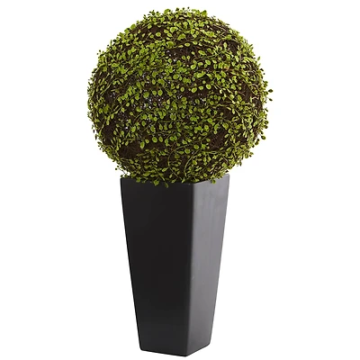 2.5ft. Mohlenbechia Ball in Black Tower Vase