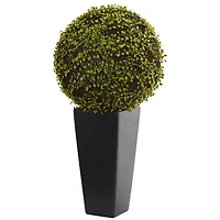 2.5ft. Mohlenbechia Ball in Black Tower Vase