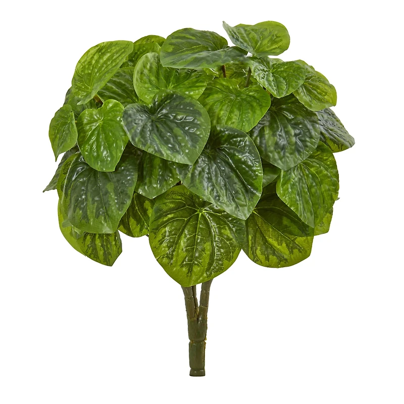 Green Peperomia Pick, 6ct.