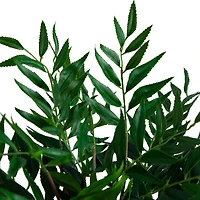 19" Palmate Fern Arrangement in Glass Vase