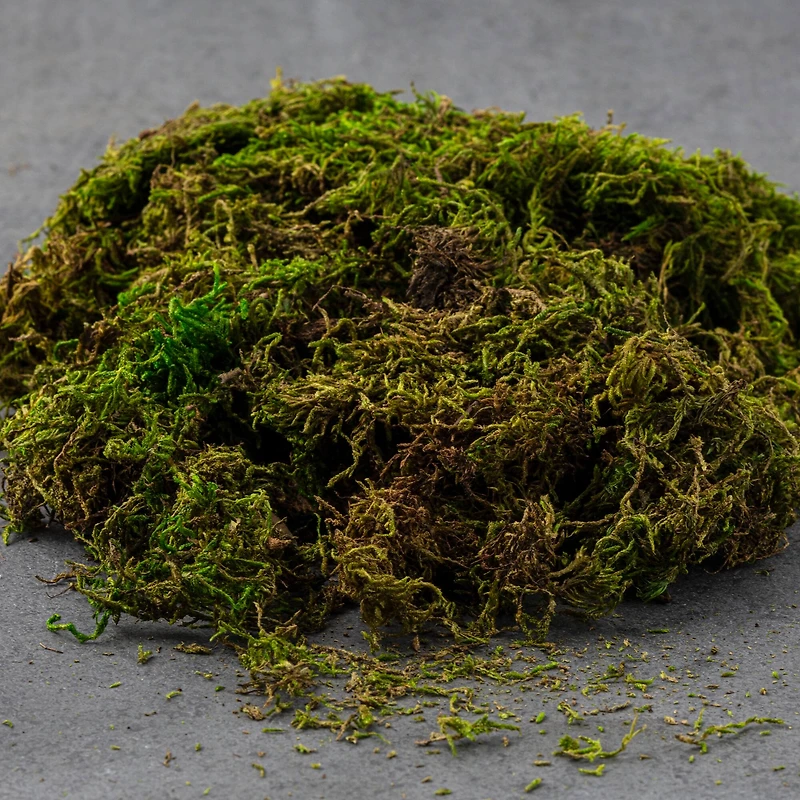 SuperMoss® Preserved Forest Moss