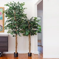7ft. Potted Ficus Tree