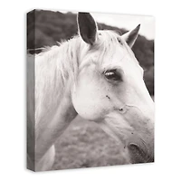 Horse Closeup 16" x 20" Canvas Wall Art