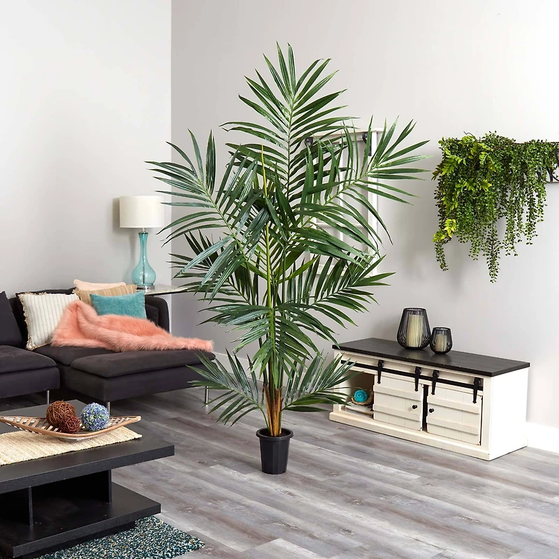 6ft. Potted Kentia Palm Tree