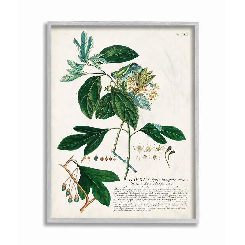 Stupell Industries Botanical Green Plant Illustration Gray Framed Wall Art
