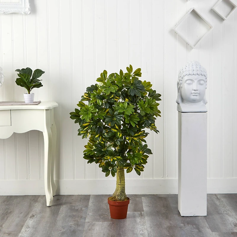 4ft. Potted Schefflera Tree