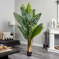 6ft. Potted Triple Stalk Banana Tree
