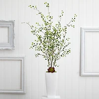 4ft. Night Willow in White Planter
