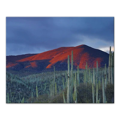 Field Of Cactus 20" x 16" Canvas Wall Art