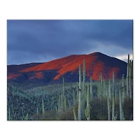 Field Of Cactus 20" x 16" Canvas Wall Art