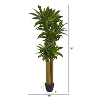 6ft. Potted Corn Stalk Dracaena