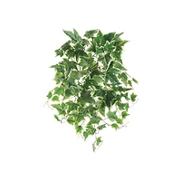 Cream Green Ivy Bush