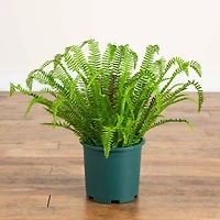 27in. UV Resistant Artificial Boston Fern Plant with Real Touch Leaves (Indoor/Outdoor)