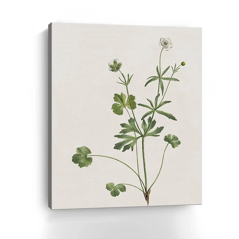 Wispy Botanical II Canvas Giclee