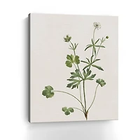 Wispy Botanical II Canvas Giclee