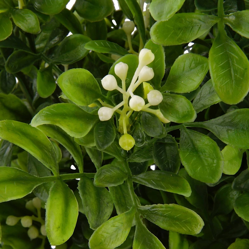 Boxwood & Berry Bush by Ashland®