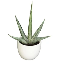 Potted Agave Plant Collection 3ct.