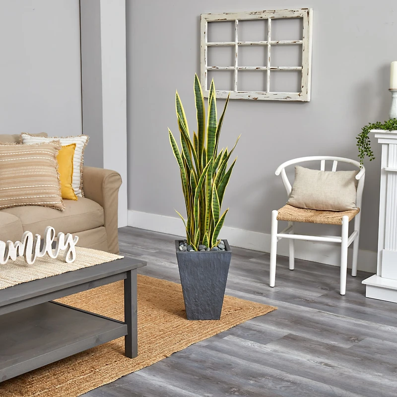 4.5ft. Snake Plant in Slate Planter
