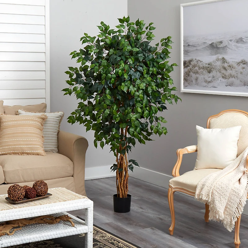 5.5ft. Potted Ficus Tree