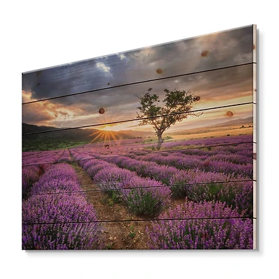 Designart - Sunrise & Dramatic Clouds Over Lavender Field VIII