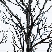 5ft. Pre-Lit Halloween Minimalist Twig Artificial Fall Tree with 240 Orange & Purple LED Lights