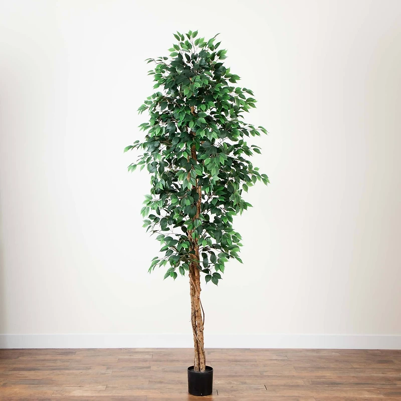 9ft. Potted Ficus Tree
