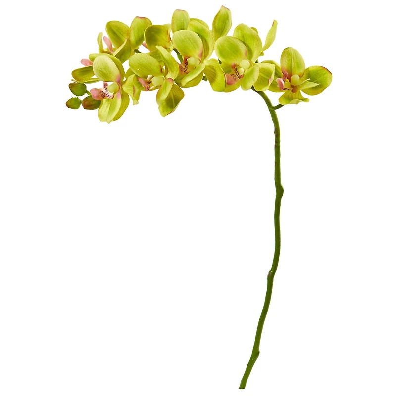 Moth Orchid Stem
