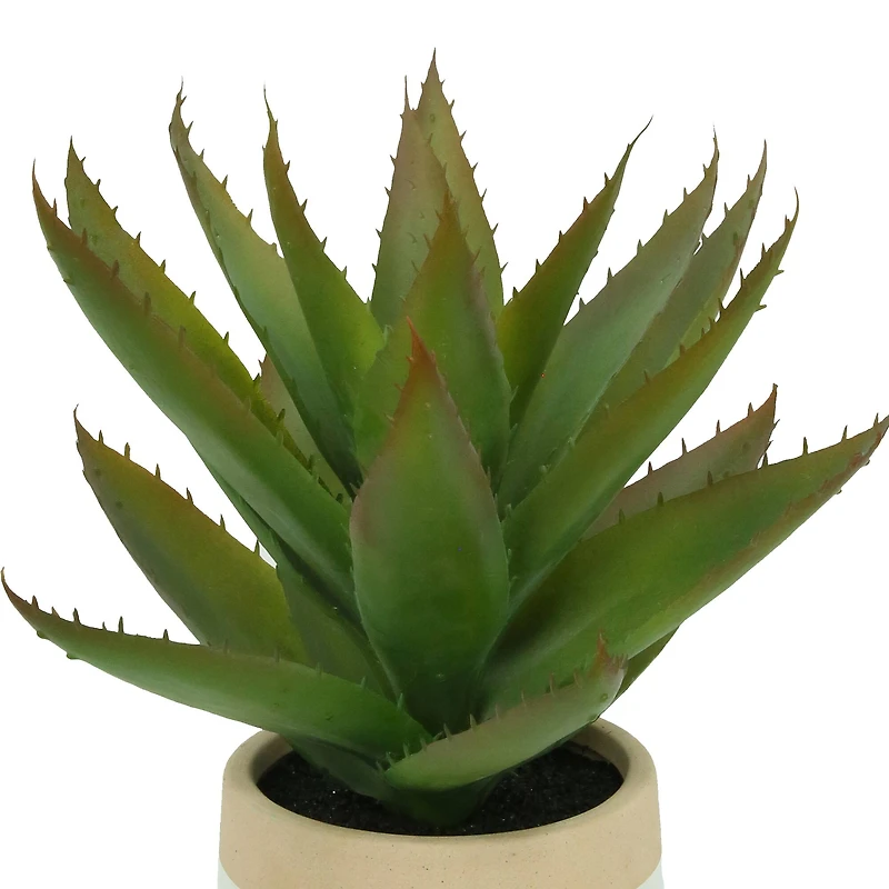 12" Aloe Vera in Ceramic Pot by Ashland®