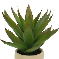 12" Aloe Vera in Ceramic Pot by Ashland®