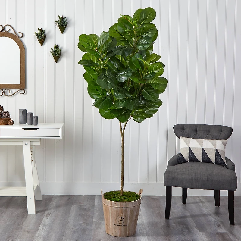 6ft. Fiddle Leaf Fig Tree in Farmhouse Planter