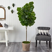 6ft. Fiddle Leaf Fig Tree in Farmhouse Planter
