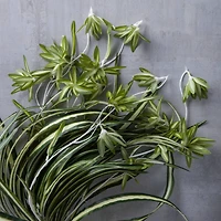 12 Pack: Light Green Variegated Spider Bush by Ashland®