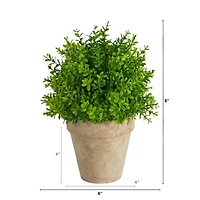 8'' Boxwood Artificial Plant in Decorative Planter