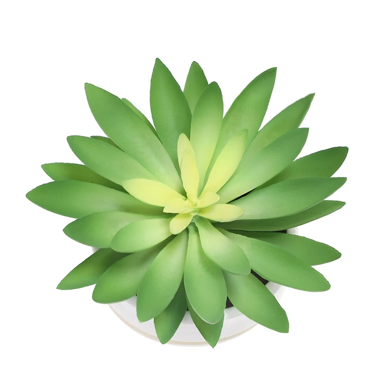 6.25" Succulent in White Ceramic Pot by Ashland®