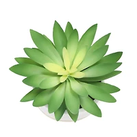 6.25" Succulent in White Ceramic Pot by Ashland®