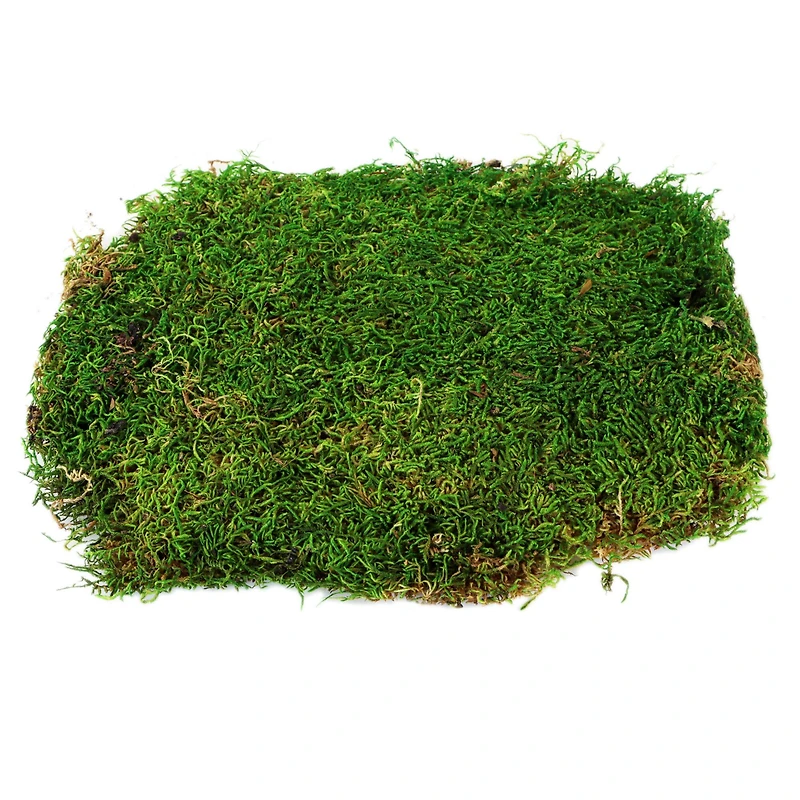 12 Pack: Forest Green Preserved Moss by Ashland®