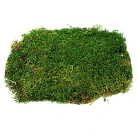 12 Pack: Forest Green Preserved Moss by Ashland®